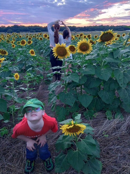 Sunflowers, Pigs, and open pollinated Corn
