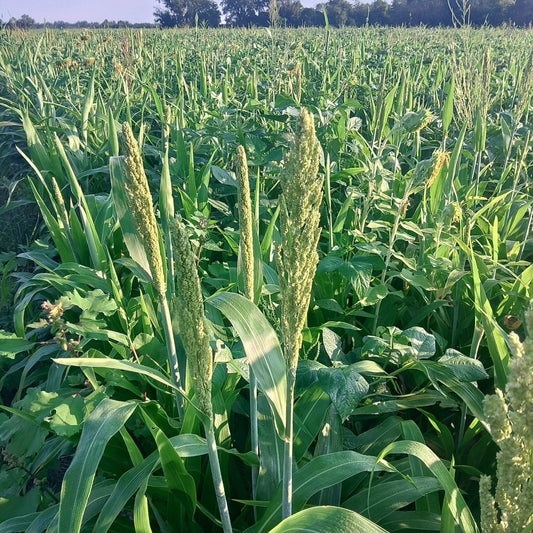 Soybeans, cover mixes, and building update!